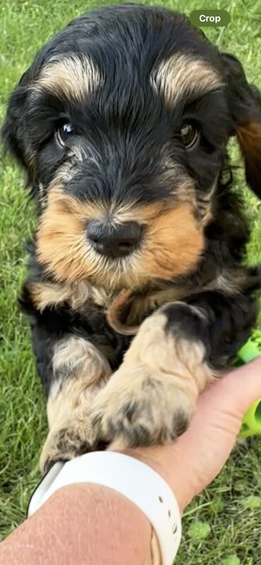Cockapoo puppies for sale in Sandy, Bedfordshire – 1 year old - Image 10 of 13