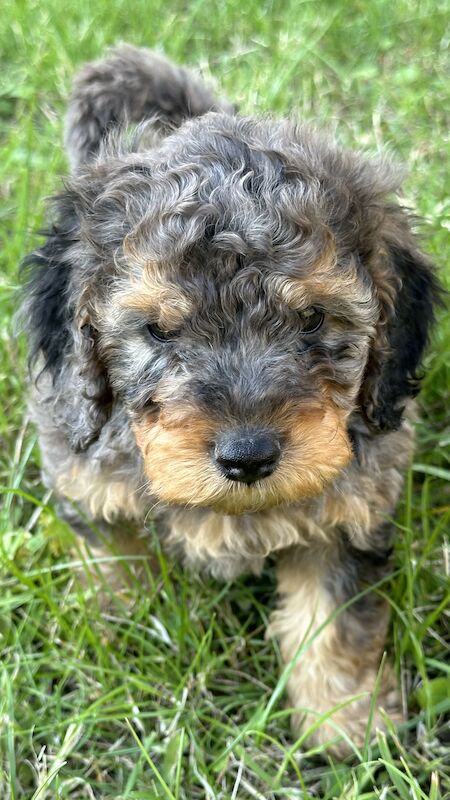 Cockapoo puppies for sale in Sandy, Bedfordshire – 1 year old - Image 11 of 13