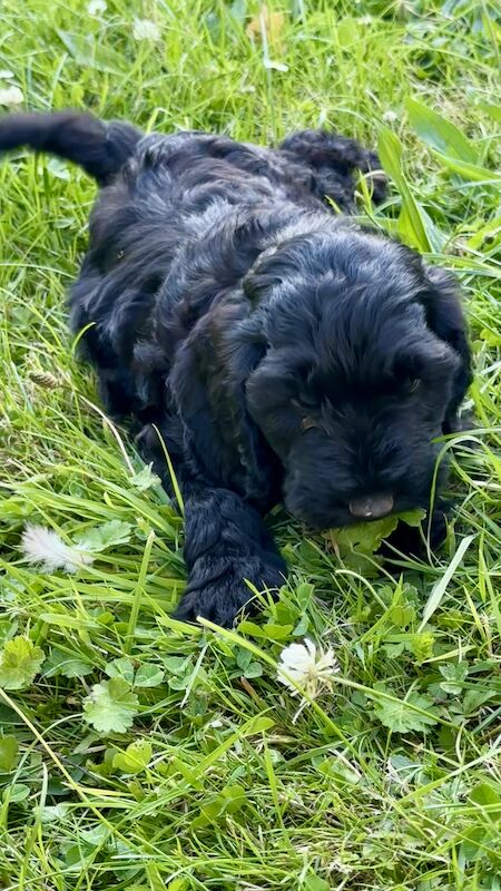 Cockapoo puppies for sale in Sandy, Bedfordshire – 1 year old - Image 12 of 13