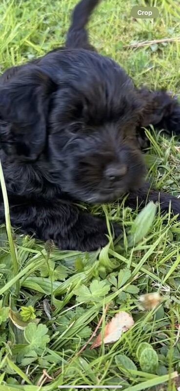 Cockapoo puppies for sale in Sandy, Bedfordshire – 1 year old - Image 13 of 13