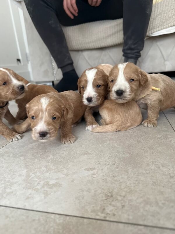 Cockapoo puppies for sale in Claygate, Surrey – KC registered, 4 weeks old