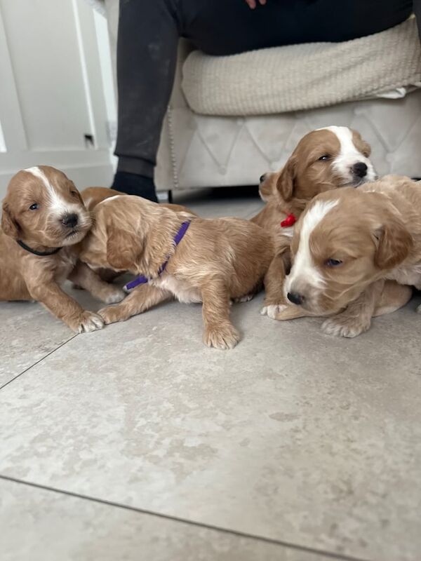 Cockapoo puppies for sale in Claygate, Surrey – KC registered, 5 weeks old - Image 2 of 3