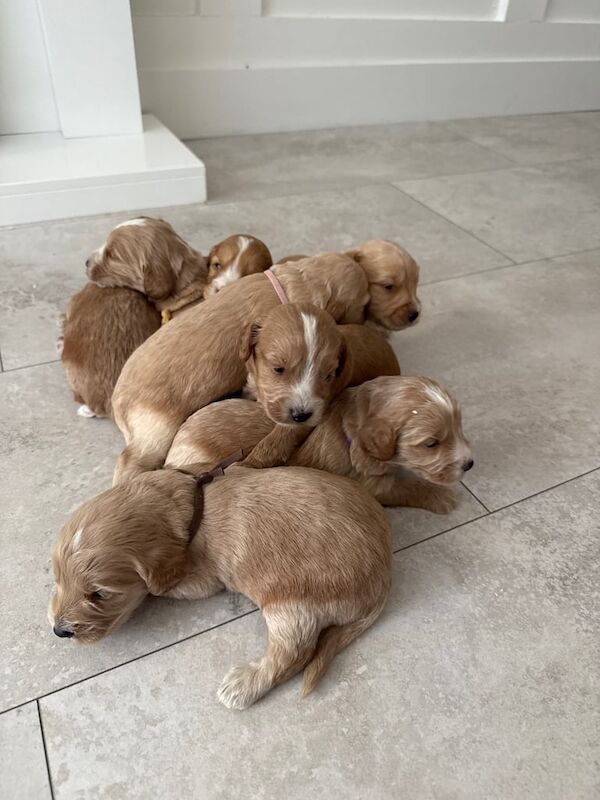 Cockapoo puppies for sale in Claygate, Surrey – KC registered, 5 weeks old - Image 3 of 3