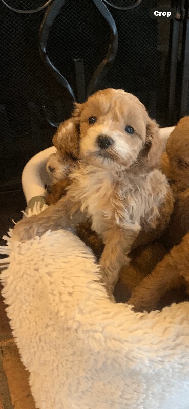 Cockapoo puppies for sale in Cambridge, Cambridgeshire – KC registered, 4 months old - Image 2 of 6
