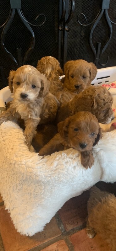Cockapoo puppies for sale in Cambridge, Cambridgeshire – KC registered, 4 months old - Image 3 of 6
