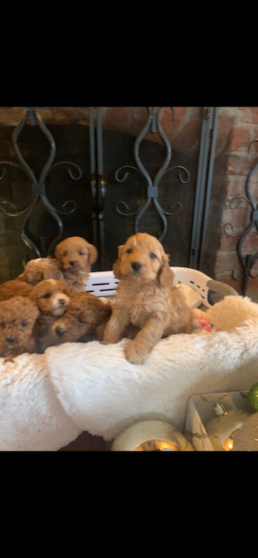 Cockapoo puppies for sale in Cambridge, Cambridgeshire – KC registered, 4 months old - Image 4 of 6