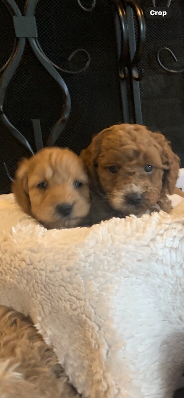 Cockapoo puppies for sale in Cambridge, Cambridgeshire – KC registered, 4 months old - Image 5 of 6
