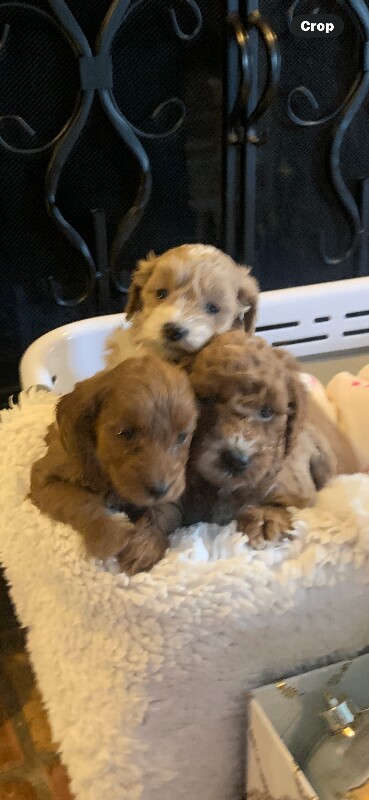 Cockapoo puppies for sale in Cambridge, Cambridgeshire – KC registered, 4 months old - Image 6 of 6