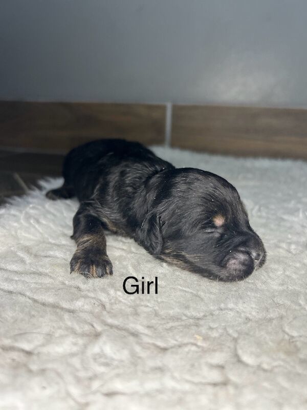 Cockapoo puppies for sale in Wisbech, Cambridgeshire – 1 week old