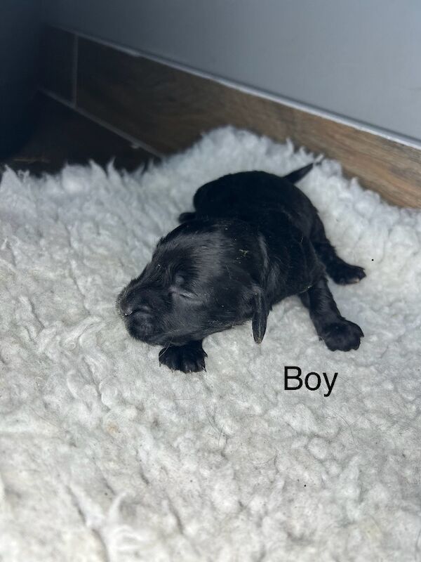 Cockapoo puppies for sale in Wisbech, Cambridgeshire – 2 weeks old - Image 5 of 10