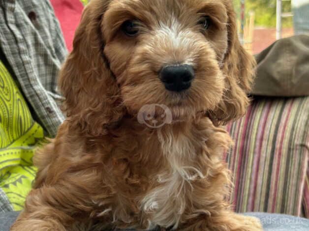 Cockapoo puppies for sale in Falmouth, Cornwall – 1 year old - Image 2 of 5