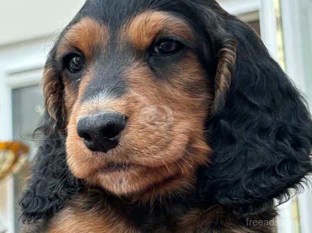 Cockapoo puppies for sale in Falmouth, Cornwall – 1 year old - Image 3 of 5