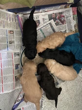 Cockapoo puppies for sale in Billingshurst, West Sussex – 1 year old - Image 2 of 5