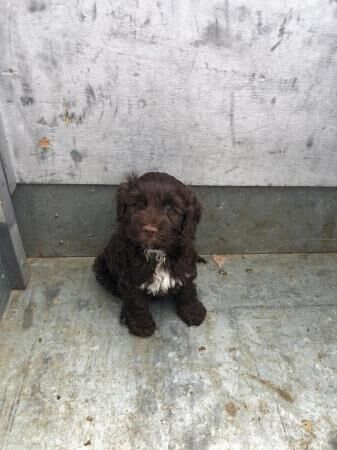 Cockapoo puppies for sale in Billingshurst, West Sussex – 1 year old - Image 3 of 5