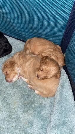 Cockapoo puppies for sale in Billingshurst, West Sussex – 1 year old - Image 4 of 5