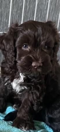 Cockapoo puppies for sale in Billingshurst, West Sussex – 1 year old - Image 5 of 5