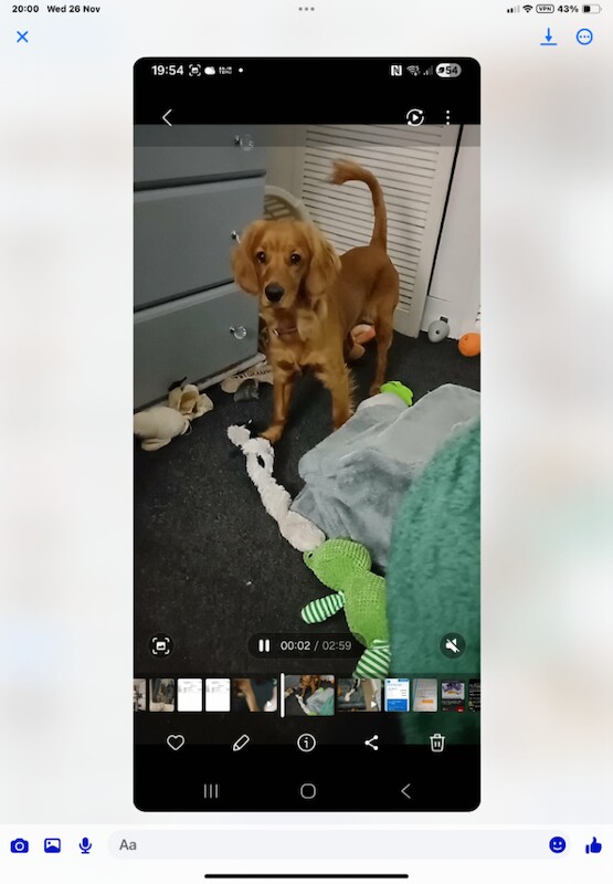 Cockapoo puppies for sale in Wishaw, Lanarkshire – 9 months old