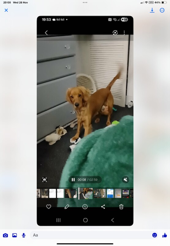 Cockapoo puppies for sale in Wishaw, Lanarkshire – 1 year old - Image 2 of 4