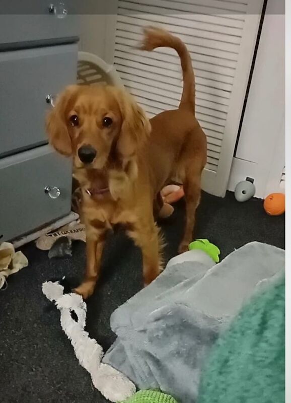 Cockapoo puppies for sale in Wishaw, Lanarkshire – 1 year old - Image 3 of 4