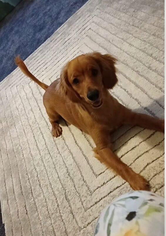 Cockapoo puppies for sale in Wishaw, Lanarkshire – 1 year old - Image 4 of 4