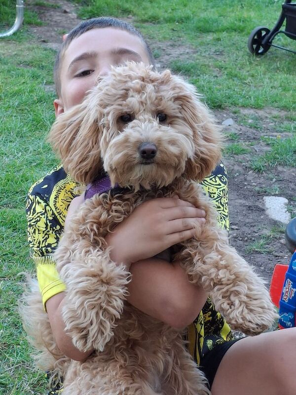 Cockapoo puppies for sale in Kendal, Cumbria – KC registered, 9 months old