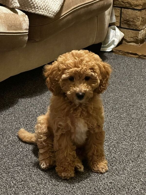 Cockapoo puppies for sale in Kendal, Cumbria – KC registered, 9 months old - Image 2 of 2