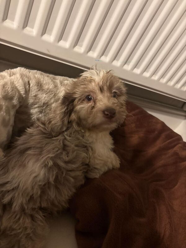 9 week old cockapoo