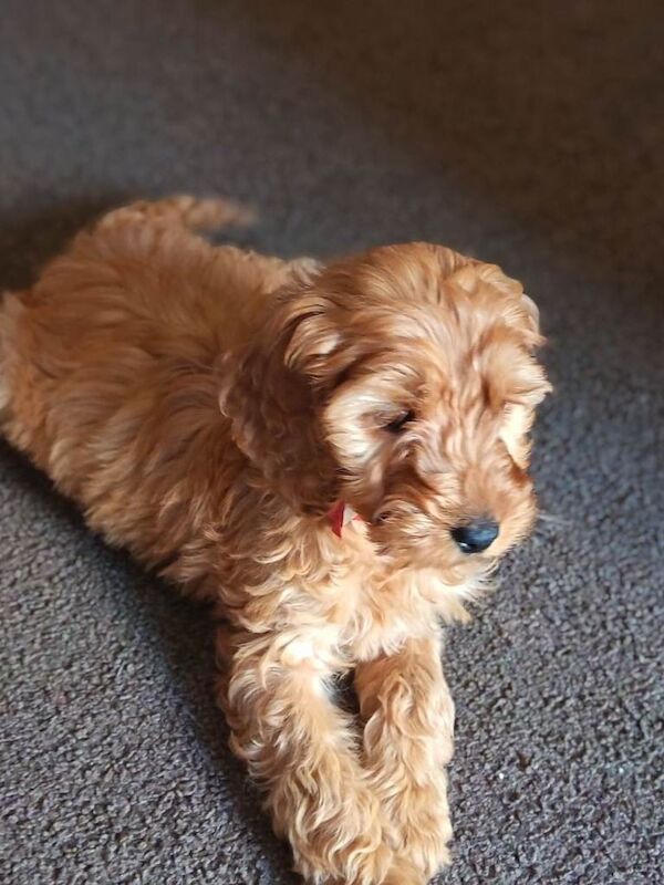 9 week old Cockapoo for sale
