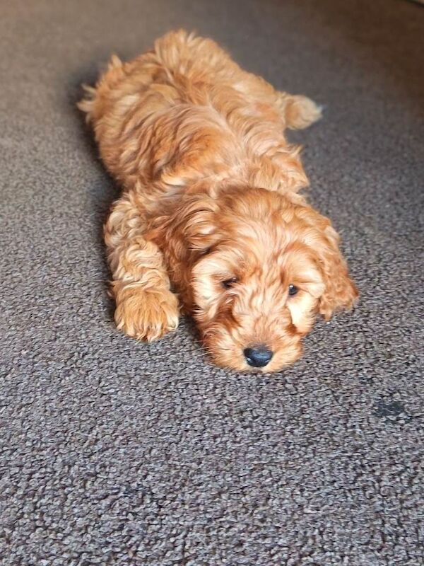 9 week old Cockapoo for sale - Image 2 of 3