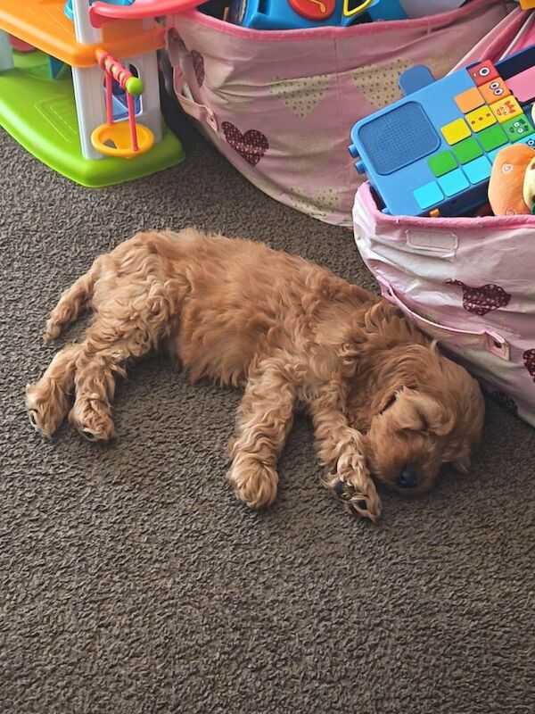9 week old Cockapoo for sale - Image 3 of 3