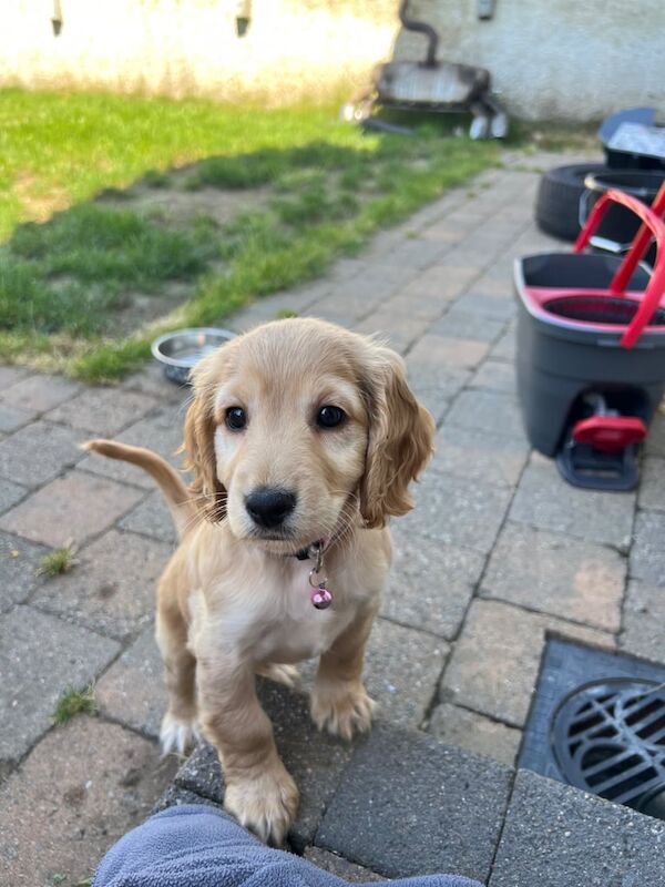 9 week old Cockapoo GIRL for sale in Portadown, County Armagh