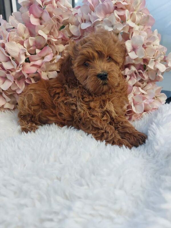 9 Week Old Male Cockapoo Puppy – Healthy, Microchipped, Puppy Pack Included