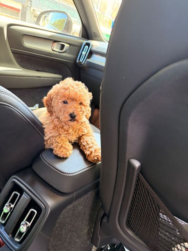 9 Week Old Male Cockapoo Puppy – Healthy, Microchipped, Puppy Pack Included - Image 2 of 5