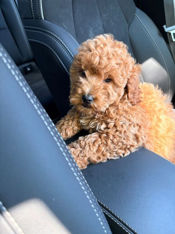 9 Week Old Male Cockapoo Puppy – Healthy, Microchipped, Puppy Pack Included - Image 3 of 5