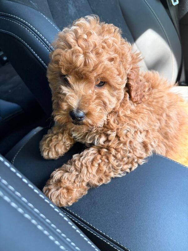 9 Week Old Male Cockapoo Puppy – Healthy, Microchipped, Puppy Pack Included - Image 4 of 5