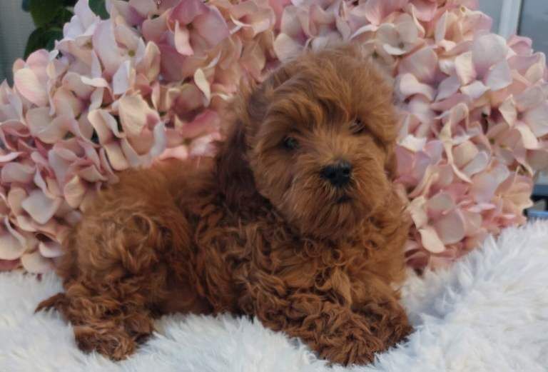 9 Week Old Male Cockapoo Puppy – Healthy, Microchipped, Puppy Pack Included - Image 5 of 5
