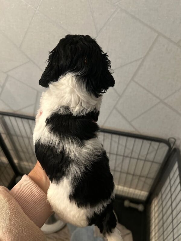 Cockapoo puppies for sale in Middleton, Greater Manchester – 4 months old - Image 2 of 5