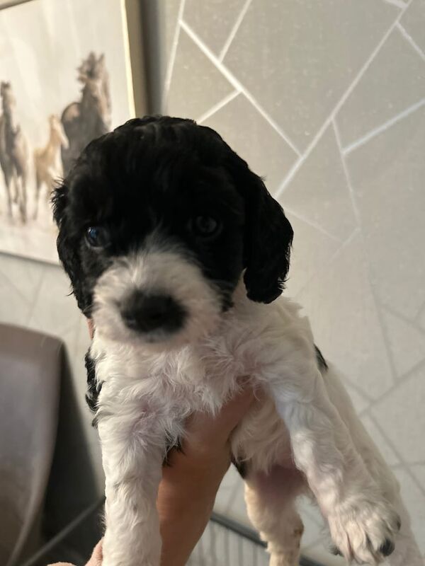 Cockapoo puppies for sale in Middleton, Greater Manchester – 4 months old - Image 3 of 5