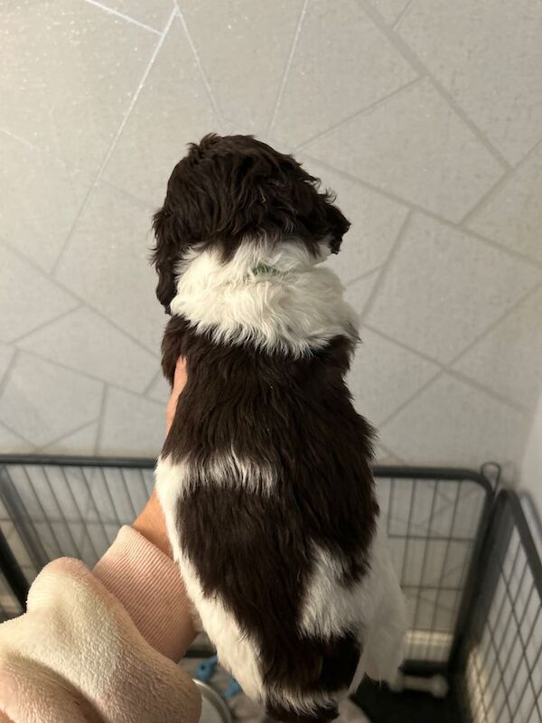 Cockapoo puppies for sale in Middleton, Greater Manchester – 4 months old - Image 4 of 5