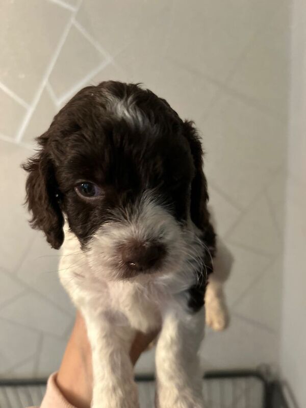Cockapoo puppies for sale in Middleton, Greater Manchester – 4 months old - Image 5 of 5
