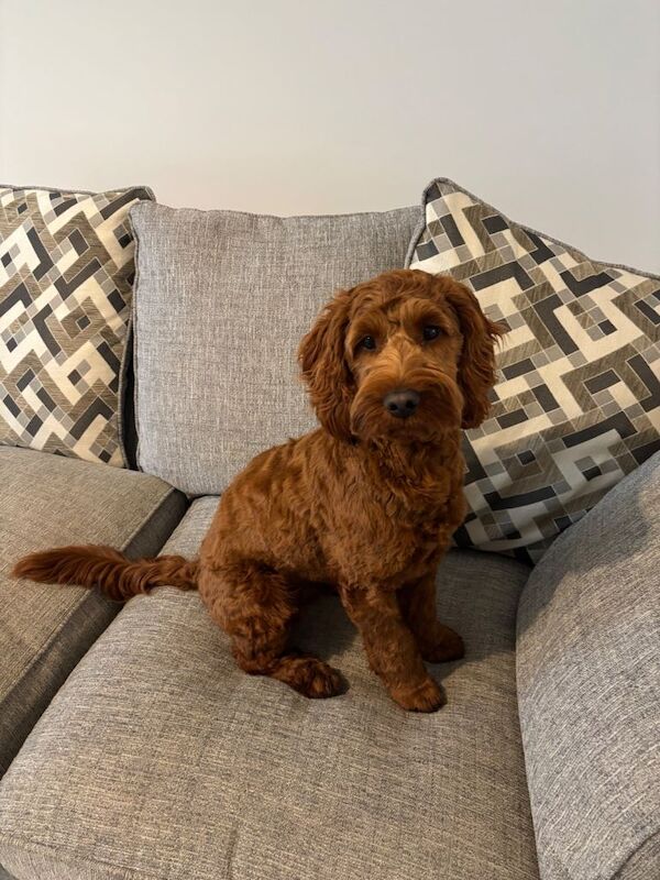 Cockapoo puppies for sale in Craigavon, County Armagh – 9 months old