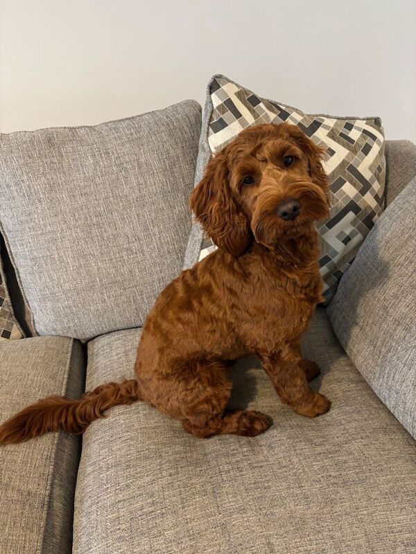 Cockapoo puppies for sale in Craigavon, County Armagh – 1 year old - Image 2 of 5