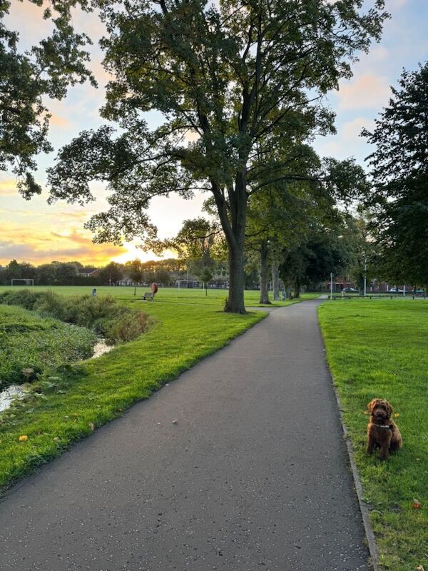 Cockapoo puppies for sale in Craigavon, County Armagh – 1 year old - Image 3 of 5