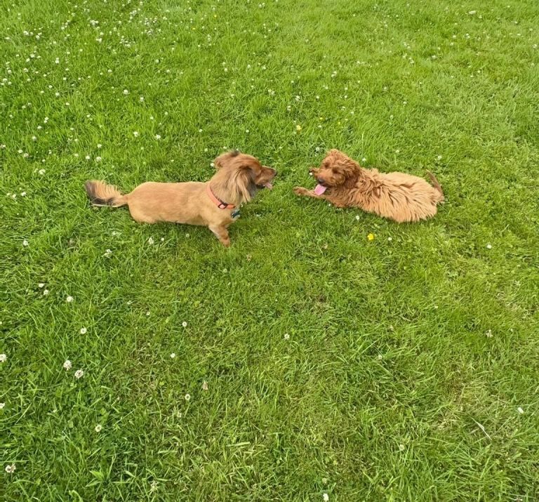Cockapoo puppies for sale in Craigavon, County Armagh – 1 year old - Image 4 of 5