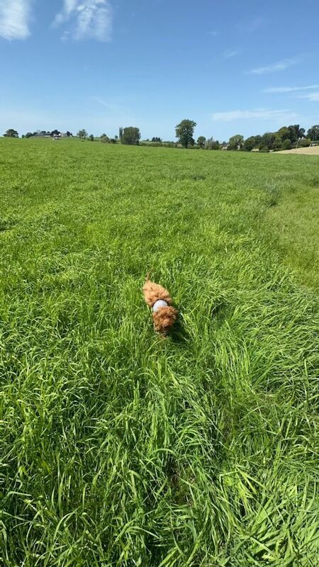 Cockapoo puppies for sale in Craigavon, County Armagh – 1 year old - Image 5 of 5