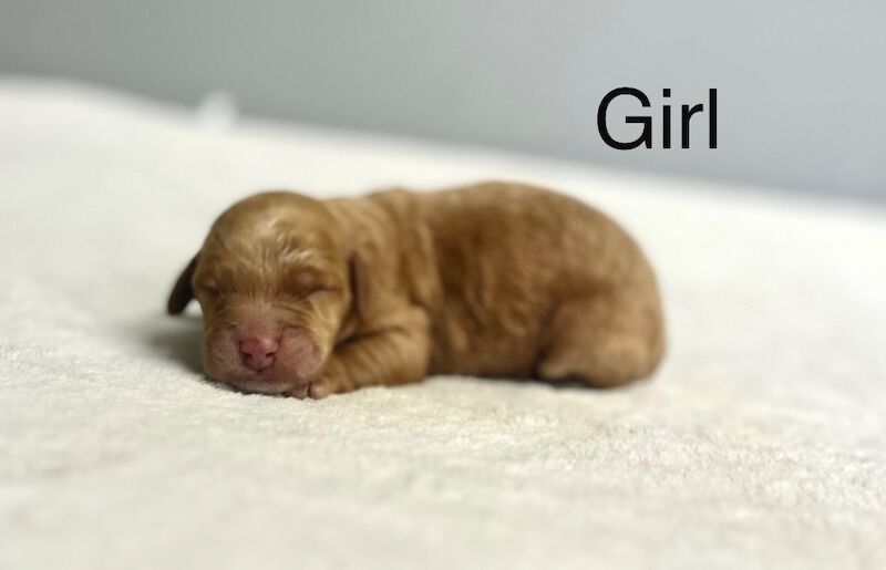 Cockapoo puppies for sale in Wisbech, Cambridgeshire – 3 days old - Image 3 of 10