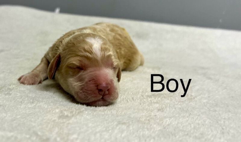 Cockapoo puppies for sale in Wisbech, Cambridgeshire – 3 days old - Image 8 of 10