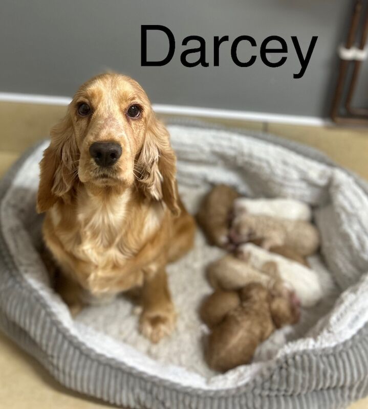 Cockapoo puppies for sale in Wisbech, Cambridgeshire – 3 days old - Image 9 of 10