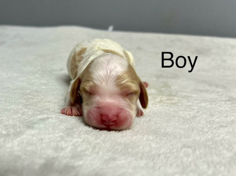 Cockapoo puppies for sale in Wisbech, Cambridgeshire – 3 days old - Image 10 of 10