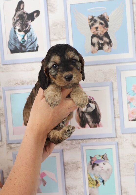 A stunning litter of F1 Cockapoos for sale in Chertsey, Surrey